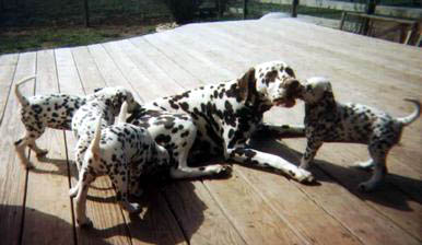Newt with a litter of his puppies!