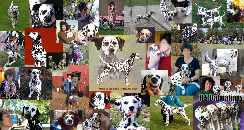 dalmatian breeders midwest