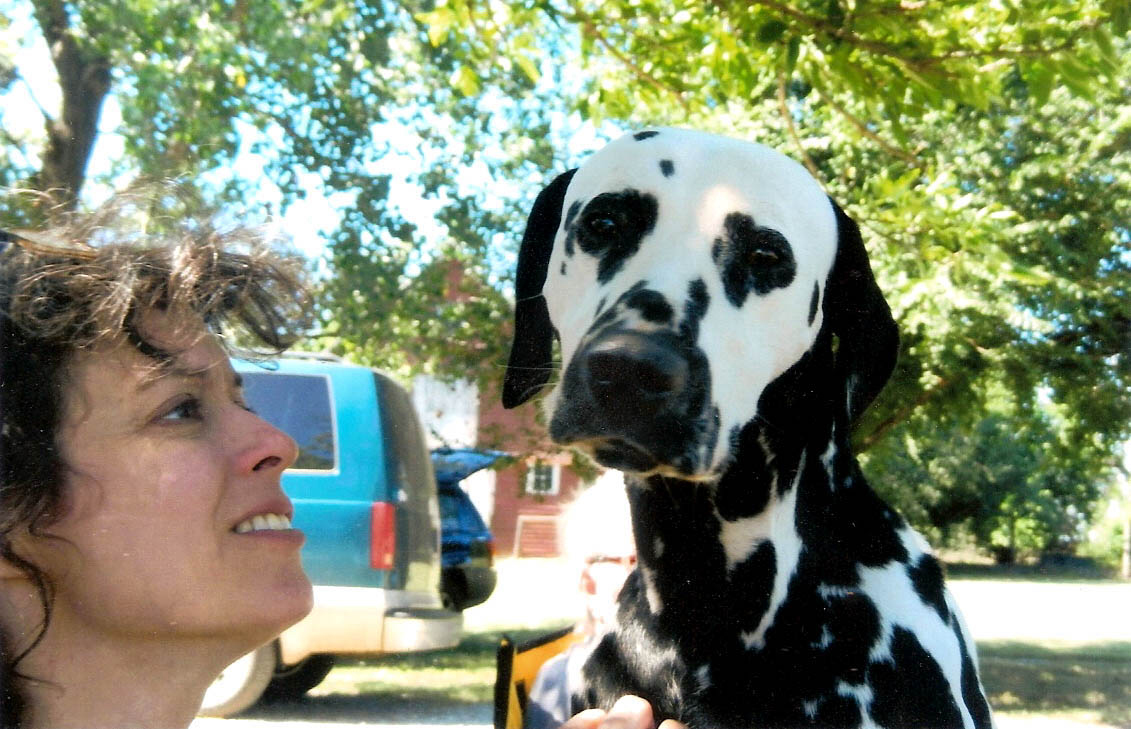 dalmatian therapy dog