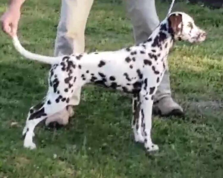 JLS Queen of Hearts Veloscious Rhapsody in BlueJai