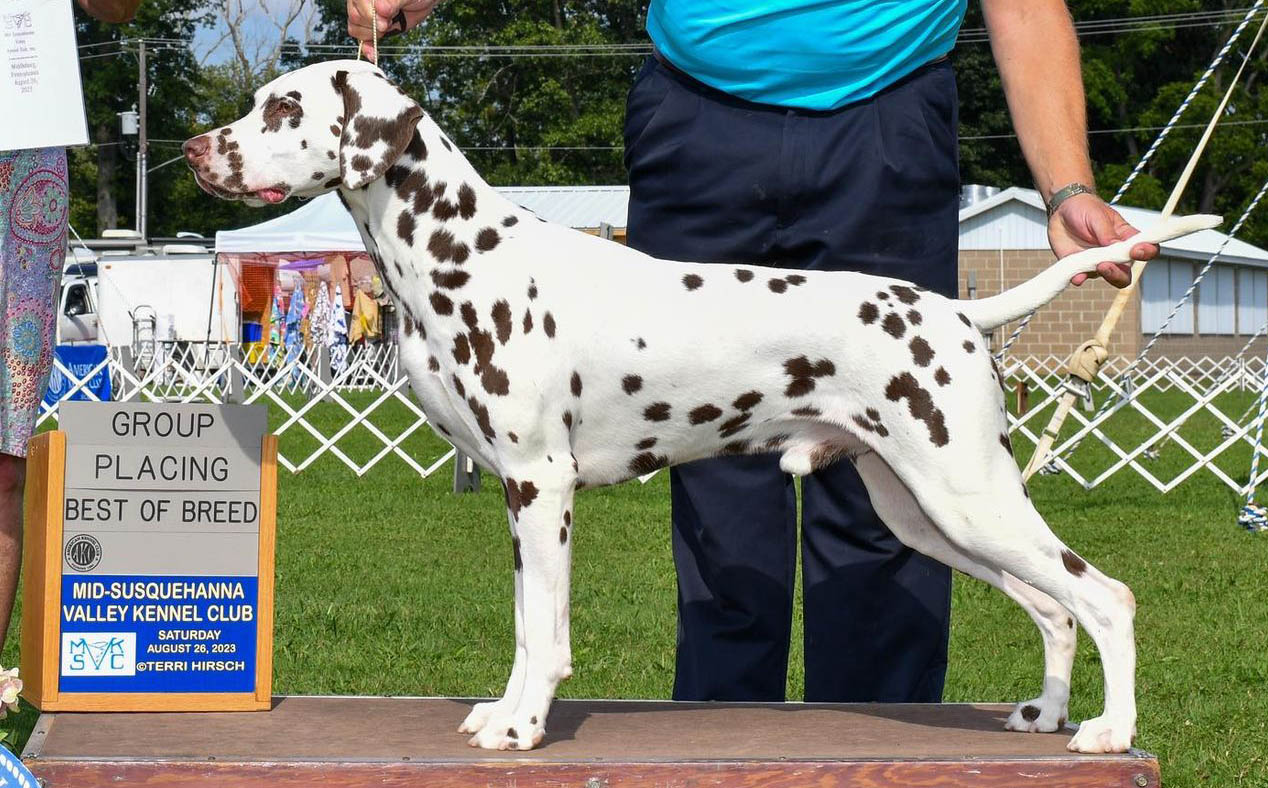 CH JLS Prince Charming At Clearbrook